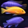 Tangerine Zebra Cichlid