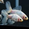 Pink Shubunkin Goldfish
