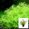Vietnam Mini Bunch/Pot