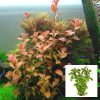 Ludwigia Atlantis Bunch/Pot