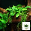 Anubias Barteri Nana Tissue Culture
