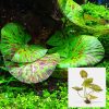 Green Tiger Lotus Pot