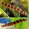 striped kuhli loach