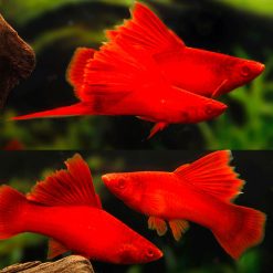 Albino Firecracker Swordtail