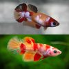 Nemo Halfmoon Plakat Female
