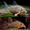 Mosaic Cory Haraldschultzi Catfish (Corydoras haraldschultzi)