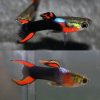 Neon Tuxedo Endler Guppy Male