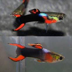 Neon Tuxedo Endler Guppy Male