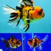 Tiger Oranda Goldfish