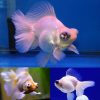 White Butterfly Tail Goldfish