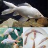White Comet Goldfish