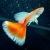 Albino Red Topaz Guppy Male