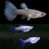 Blue Metal Snakeskin Guppy Female