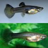 Green Moscow Guppy Female