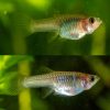 Neon Tuxedo Endler Guppy Female