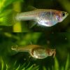 Tiger Endler Guppy Female - 2cm