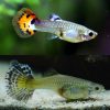 Luminous Tiger Guppy Female