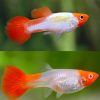 Neon Koi Guppy Pair