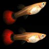 Red Cap Tuxedo Guppy Female