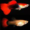 Red Cap Tuxedo Guppy Pair