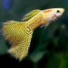 Yellow Snakeskin Guppy Male