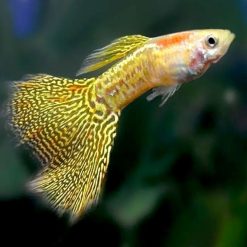 Yellow Snakeskin Guppy Male