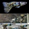 Yellow Tiger King Cobra guppy Male