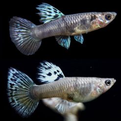 Yellow Tiger King Cobra Guppy Female