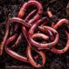 Live Feeders Earthworms