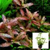 Hygrophila Polysperma Tiger Bunch/Pot