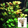 Ludwigia Repens Rubin "Water Primrose"