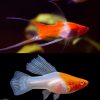 Albino Kohaku High Fin - 4cm