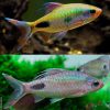 Black Spot Filament Barb