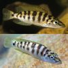 Barred Lamprologus Cichlid