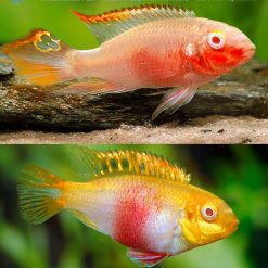 Albino Kribensis Cichlid