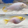 Albino Kribensis Cichlid Breeding Pair