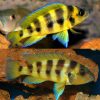 6 Bar Gold Cichlid