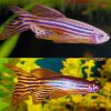 Longfin Red Fin Zebra