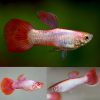 Pink Pastel Guppy Male