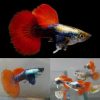 Dwarf Balloon Red Tail Platinum Guppy Male