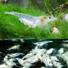 Snowball Cherry Shrimp - 1cm