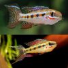 Lyretail Checkerboard Cichlid "Wild Caught"
