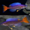 Red Tail Sardine Cichlid Adults