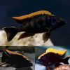 Lithobates Black Orange Dorsal Cichlid