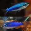 Super Blue Emperor Tetra