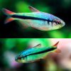 Imperial Lapis tetra