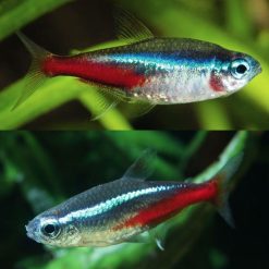 Jumbo Neon Tetra
