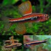 Black Darter Tetra