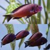 Tropheus Chilanga Red Cichlid
