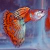 Pink Halfmoon Mosaic Guppy Male